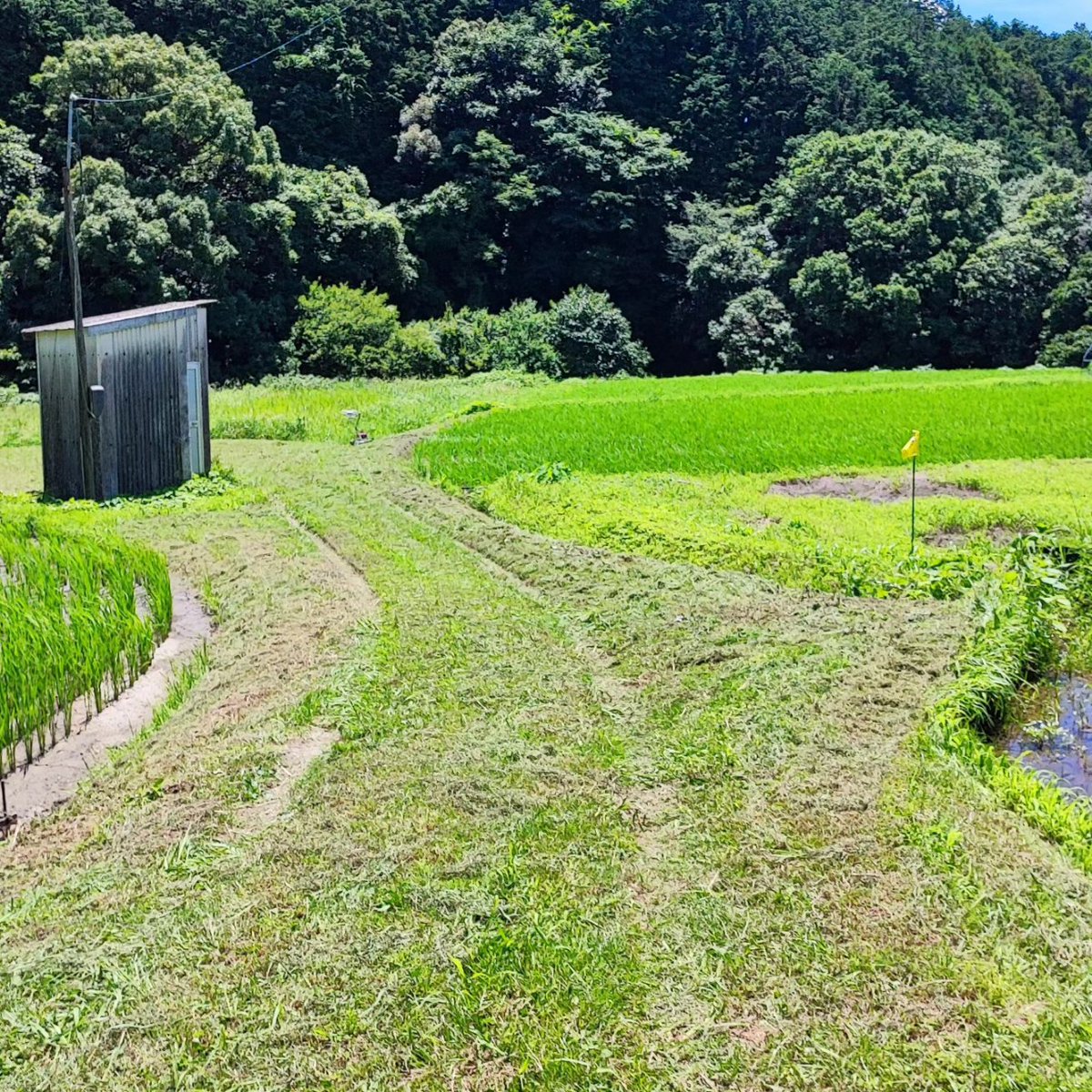 yahtrans's tweet photo. 連休中に田んぼ道の草刈り🍀
これだけ生えてると刈るの気持ちいい😄三枚目の動画は音量注意😱

#草刈り 
#オーレック
#草刈り機は気持ちいい
#熱中症になりかけたけどね😅 https://t.co/mvAtkTDA6m