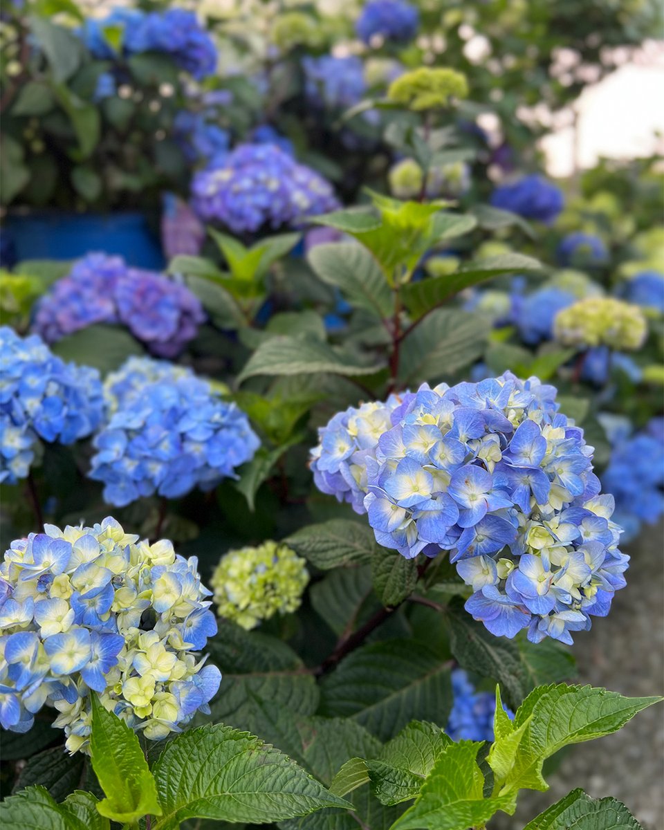 AdamsFarms's tweet photo. Add a splash of color to your garden with our gorgeous hydrangeas, now 20% OFF! 🏵️ Beautiful, large flower heads in assorted varieties and colors. Valid through 7/20 while supplies last. #hydrangea #endlesssummerhydrangea #limelighthydrangea #flowers #garden https://t.co/g8lKkrUKUB