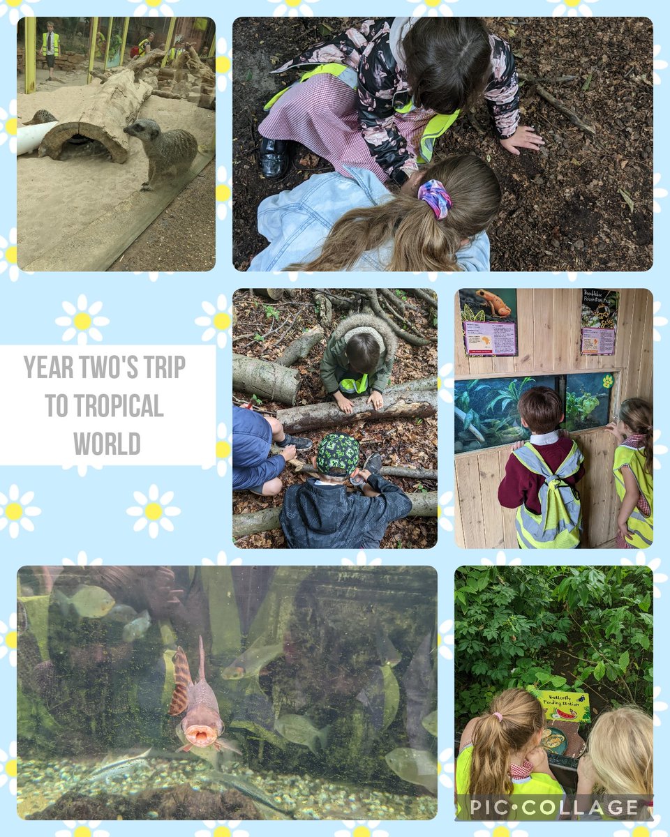 Year Two enjoyed their trip to Tropical World today. We explored Tropical World and had an outside workshop in the woodland area. 🦋 🔍