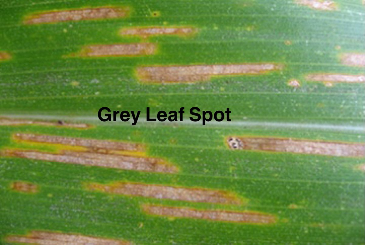 YFOagronomy's tweet photo. As discussed on Episode #43 Some ‘Buzz’ out there about Grey Leaf Spot in Corn. Know the difference between GLS and insect damage before you pull the trigger with fungicide application for leaf symptoms that are NOT Grey Leaf Spot. https://t.co/CgAI8ABVKn