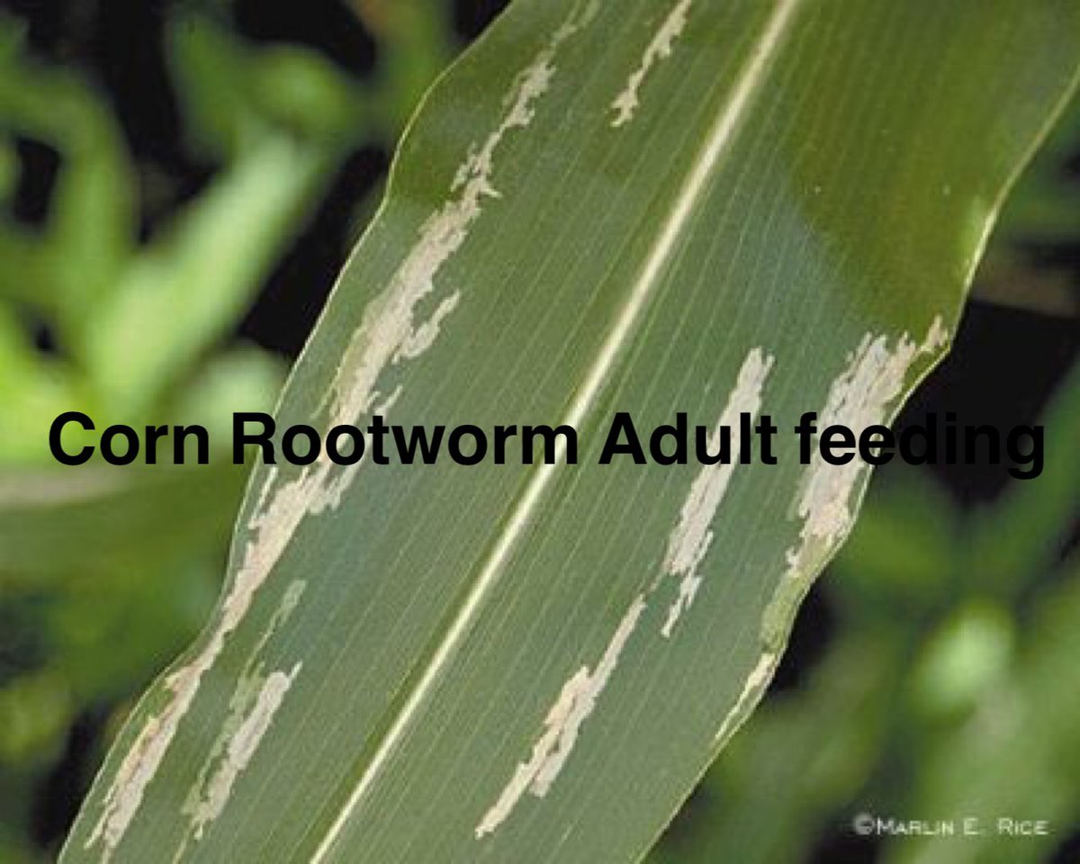 YFOagronomy's tweet photo. As discussed on Episode #43 Some ‘Buzz’ out there about Grey Leaf Spot in Corn. Know the difference between GLS and insect damage before you pull the trigger with fungicide application for leaf symptoms that are NOT Grey Leaf Spot. https://t.co/CgAI8ABVKn