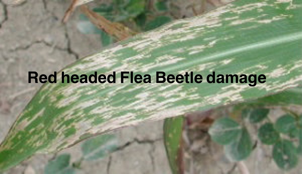 YFOagronomy's tweet photo. As discussed on Episode #43 Some ‘Buzz’ out there about Grey Leaf Spot in Corn. Know the difference between GLS and insect damage before you pull the trigger with fungicide application for leaf symptoms that are NOT Grey Leaf Spot. https://t.co/CgAI8ABVKn