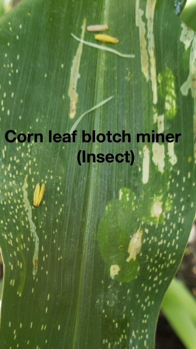 YFOagronomy's tweet photo. As discussed on Episode #43 Some ‘Buzz’ out there about Grey Leaf Spot in Corn. Know the difference between GLS and insect damage before you pull the trigger with fungicide application for leaf symptoms that are NOT Grey Leaf Spot. https://t.co/CgAI8ABVKn