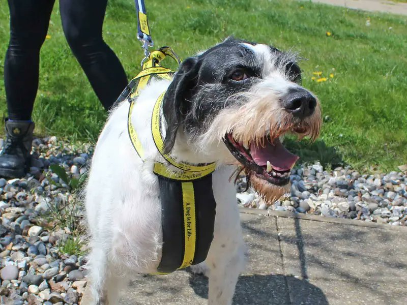 Laura Harrison McBride, author/artist on Twitter "RT AdoptionsUk