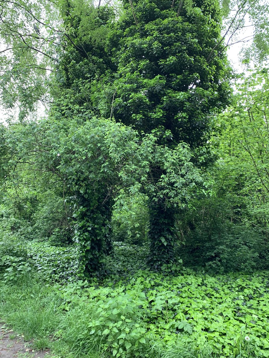 Puds_Army's tweet image. Nice to see Treebeard getting his legs out for the summer 🌳🌞

#Treebeard #LordOfTheRings