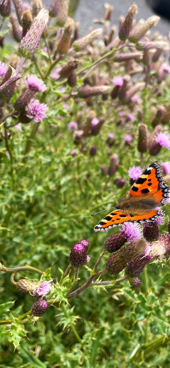 Emma Nelson tweet media