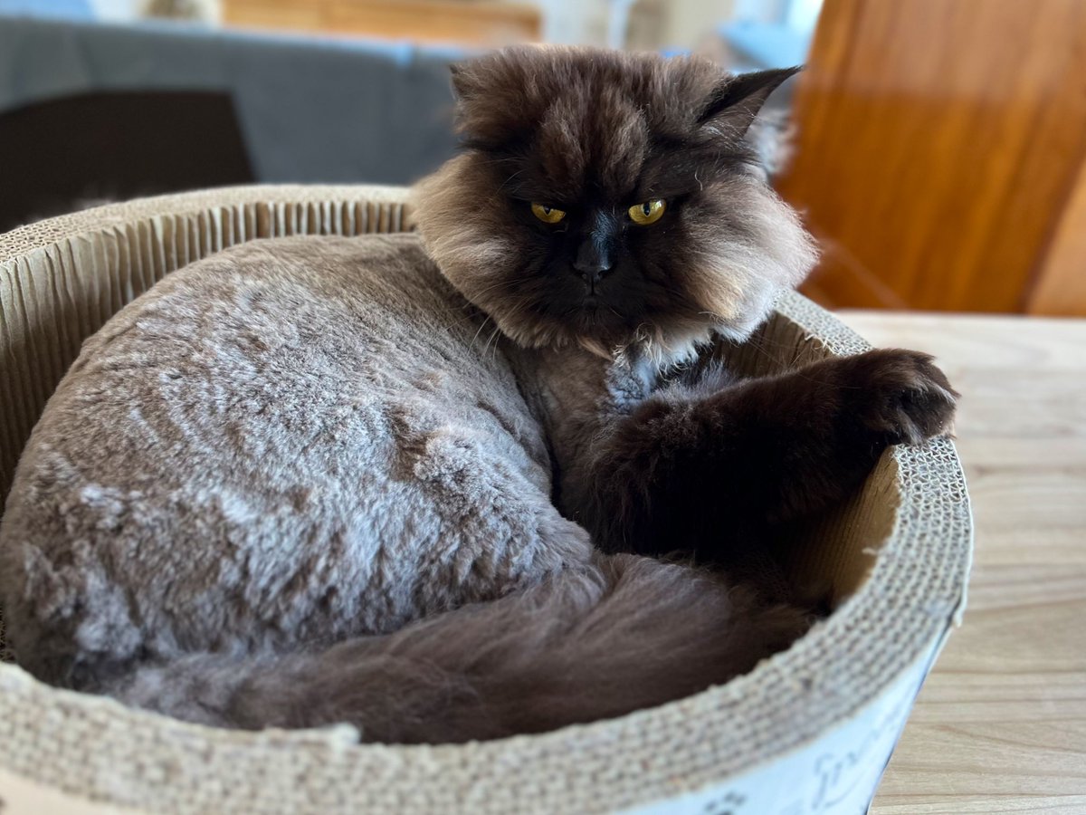 Ru_and_Po's tweet photo. サマーカットしたら、またガリガリサークル使い始めた🐱

#サマーカット #暑さ対策 
#猫好き #ねこのいる生活 
#サイベリアン https://t.co/6OF7mnuFiy