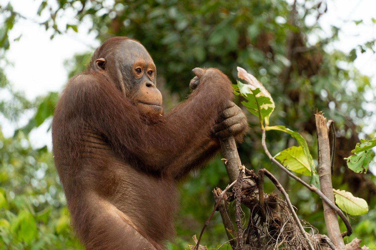 This orangutan became an internet sensation back in 2014.   

Now he's been released into the wild thanks to the hard work of @GPOrangutans, @IAR_updates among other conservation orgs. 💚 

smileymovement.org/news/famous-or… 

#Nature #Wildlife #UNgoals