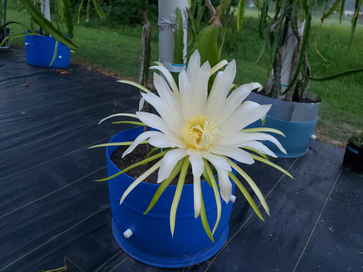 SpicyExotics's tweet photo. Over 25 different varieties bloom at @SpicyExotics. #SpicyExotics #DragonFruit #Pitahaya https://t.co/OXts2pxQsD
