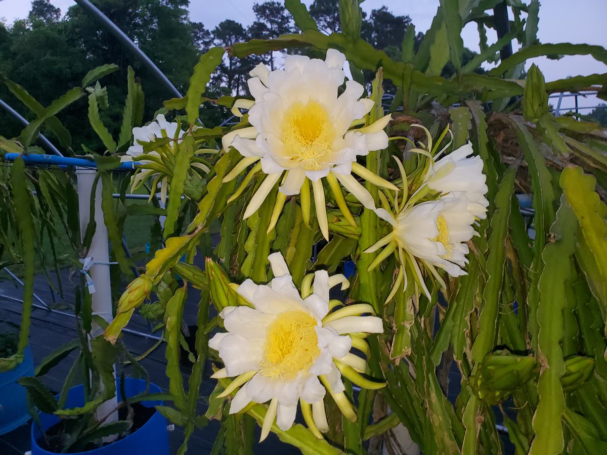 SpicyExotics's tweet photo. Over 25 different varieties bloom at @SpicyExotics. #SpicyExotics #DragonFruit #Pitahaya https://t.co/OXts2pxQsD