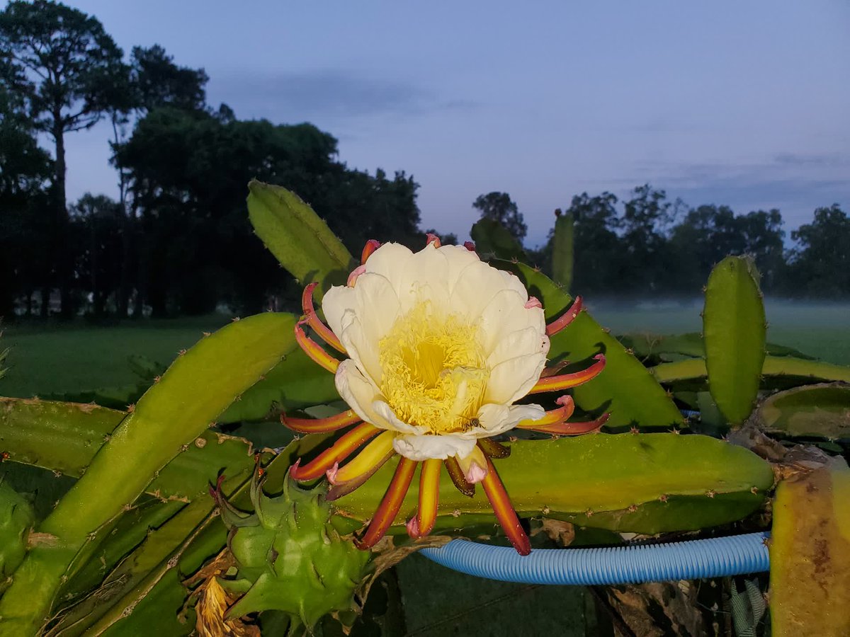 SpicyExotics's tweet photo. Over 25 different varieties bloom at @SpicyExotics. #SpicyExotics #DragonFruit #Pitahaya https://t.co/OXts2pxQsD