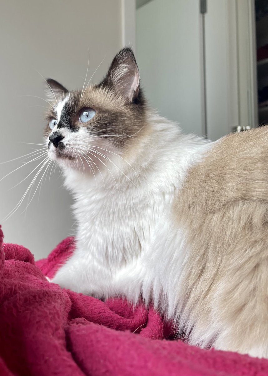 MonyaAnjos's tweet photo. @giscrpni @gatinarios Eu tenho uma igual a Bernadete https://t.co/wei6DgaHKK