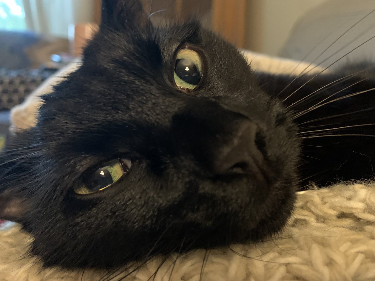 Unpaid Shill for Big Oat Milk (she/her/hers) tweet media