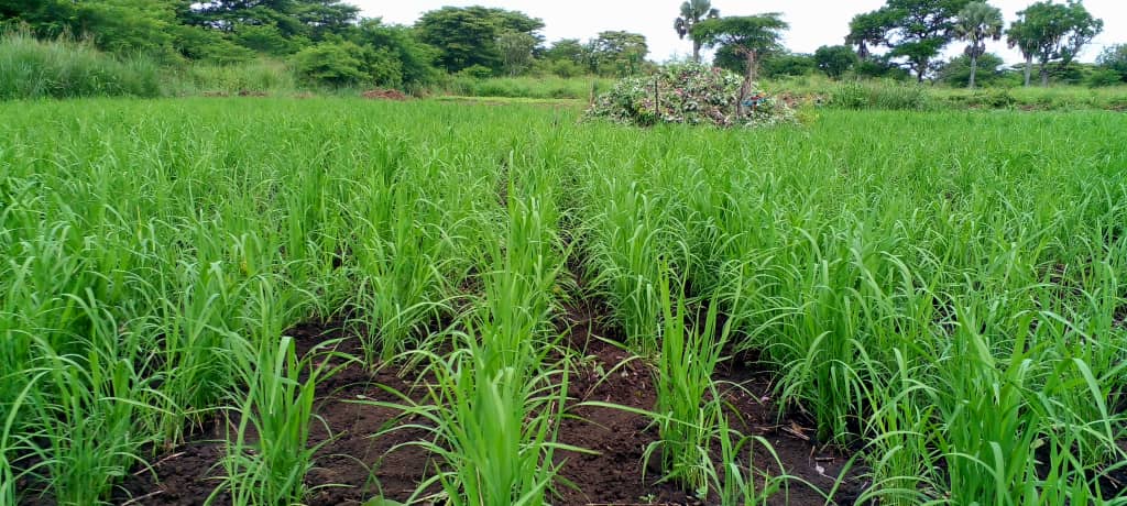 PeterData6's tweet image. Farm management