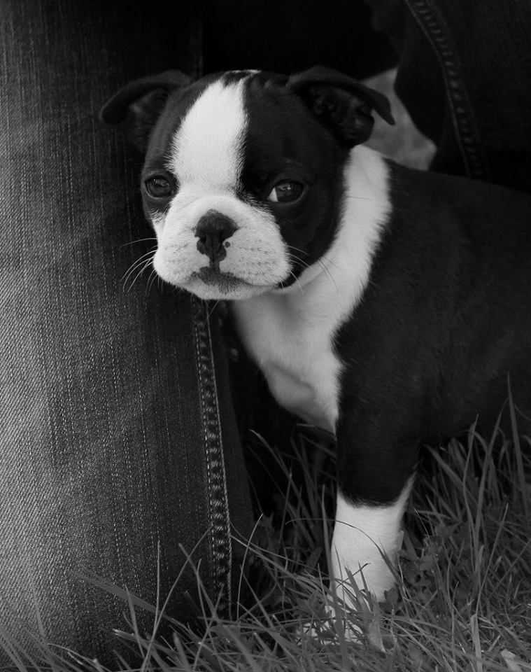 Boston Terrier World on Twitter "🐾 Unleashing the Tale of the Boston