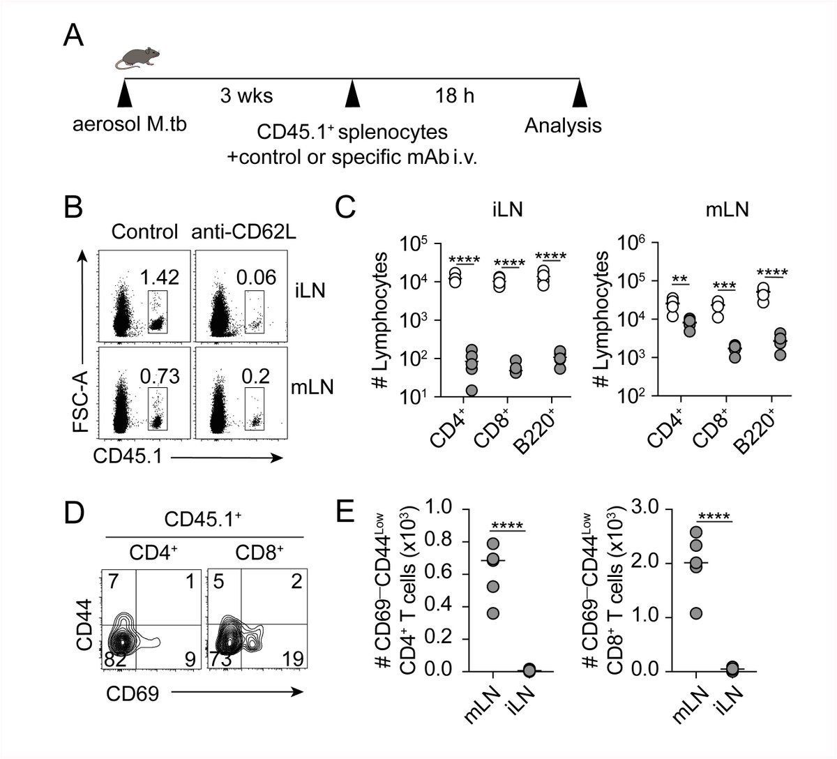 PLOS Pathogens (@plospathogens) on Twitter photo New research shows naïve lymphocytes can enter lung-draining lymph nodes through an alternative pathway during Mycobacterium tuberculosis infection. Read the study from researchers at <a href="/syd_health/">Sydney Health</a>: plos.io/3Q2GTpT
#Immunology #Tuberculosis #LymphocyteTrafficking New research shows naïve lymphocytes can enter lung-draining lymph nodes through an alternative pathway during Mycobacterium tuberculosis infection. Read the study from researchers at <a href="/syd_health/">Sydney Health</a>: plos.io/3Q2GTpT
#Immunology #Tuberculosis #LymphocyteTrafficking