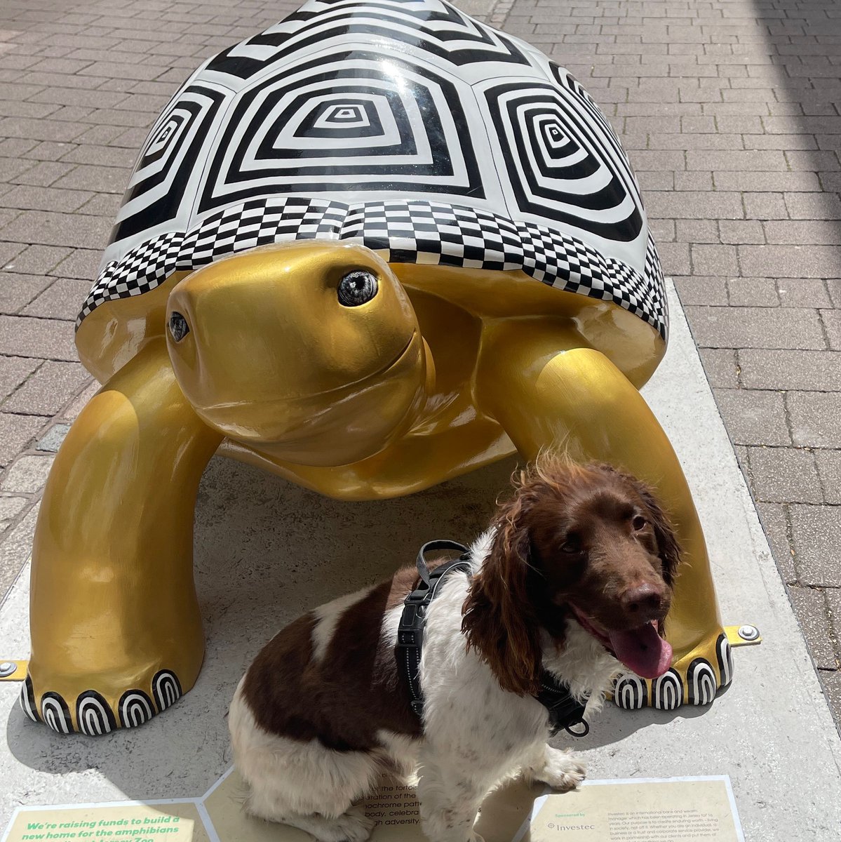 JerseyTortoises's tweet photo. π’ Did you spot any of the #PatternAndPrint tortoises out on trail? π’
π Here are some of our favourite #TortoiseTakeover selfies that youβve tagged us in!
π· Photo credit: Camille, Sinead, Paul, Alexandra and Richard via the Tortoise Takeover app https://t.co/UcpdvC8fE7