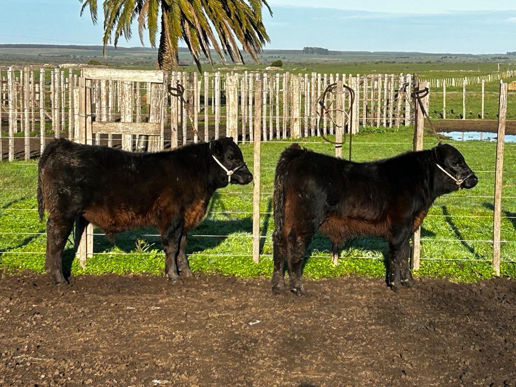 cuevadeltigreUY's tweet photo. #martesdeterneros #angus #angusuruguay #angusuy #anguscattle #blackangus https://t.co/dliZjqOIZF