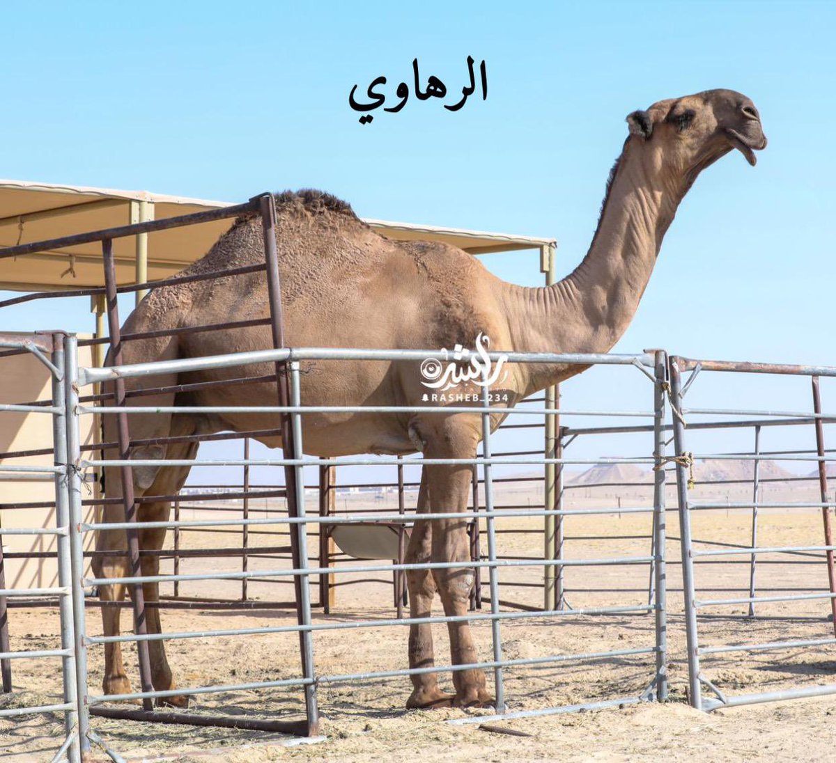 MohaGamed's tweet photo. من فحول المنقيه . https://t.co/yG5uuzqZD8