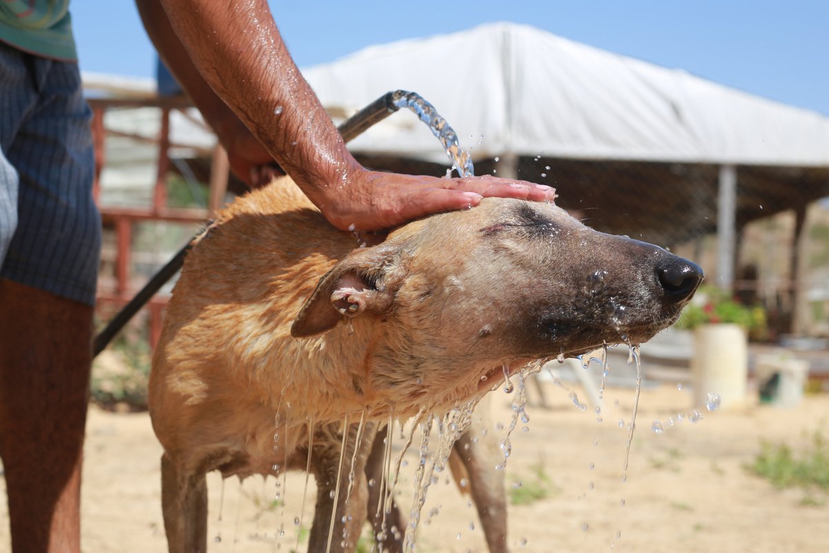 #palestinian men #cool off #dogs with water at the "Solala #animal centre" in #Gaza City Palestinian #volunteers at the Solala animal centre" doused dogs with water amid a searing #heatwave
#heatwave #HEATWAVE2023 #MiddleEast  #photo #Egypt #Palestine by @Ahmedzakot