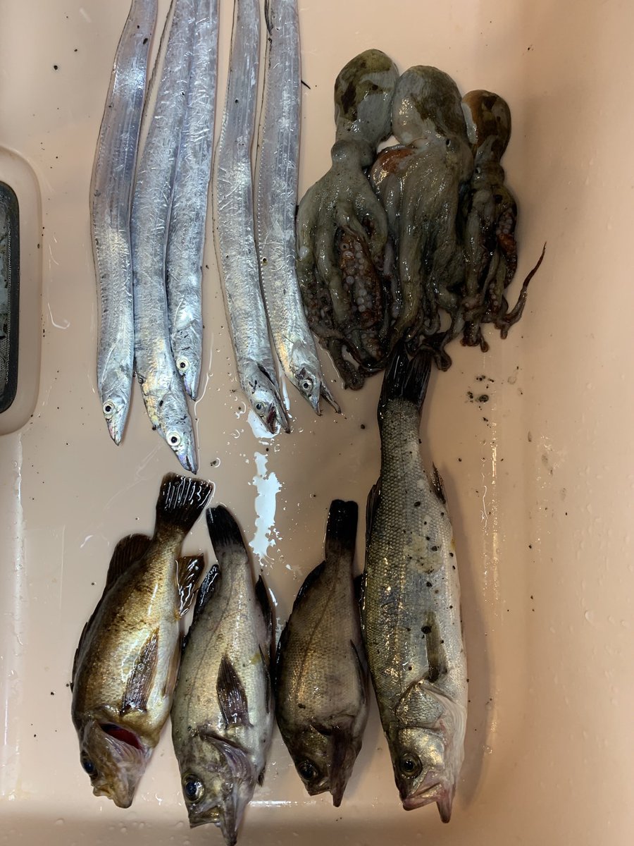 8kism's tweet photo. 最近の天草方面釣果をまとめて紹介。
アジとタチウオが好調、サイズ小さい。
アジにサバも交じり始めた。
アジ、サバはサビキか小さめのアジングワーム。
タチウオもアジングワーム、サイズもあがってきた。
タコは大雨の後から釣れてない。
#アジング  #タコ釣り #タチウオ #熊本 https://t.co/9hM1949dMc