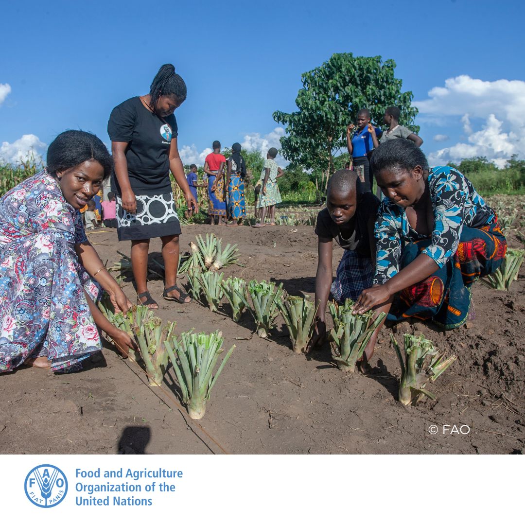 Engaging young women and men in an agricultural sector characterized by an ageing labour force is crucial to ensure sustainable food security, reduce youth unemployment and combat unplanned migration.