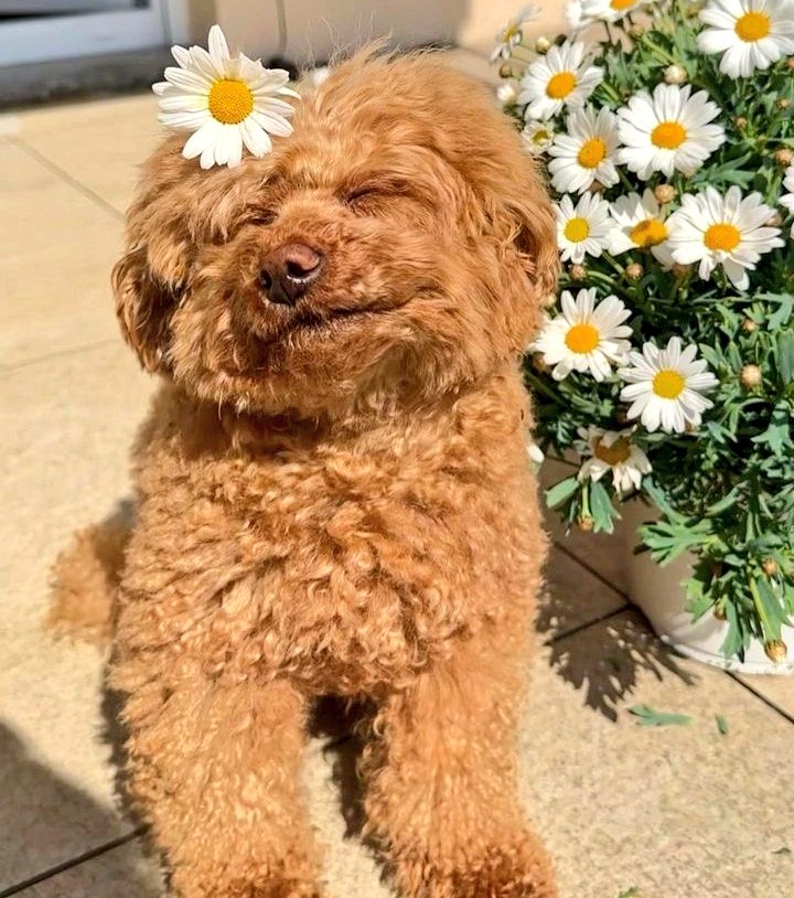 fifi_talks's tweet photo. Cutuuu😭🌼 https://t.co/IA6wlYVff2