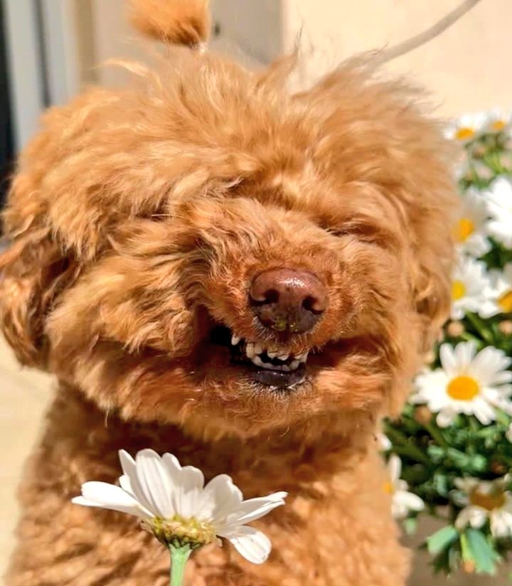 fifi_talks's tweet photo. Cutuuu😭🌼 https://t.co/IA6wlYVff2
