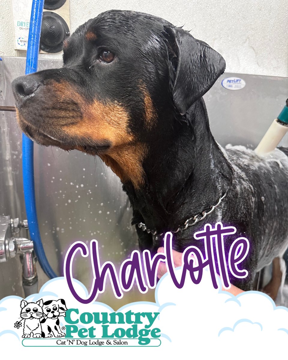 CountryPetLodge's tweet photo. 🛁 Splish, splash, Charlotte's getting a Rottie-refreshing bath at Country Pet Lodge & Salon! 🐶💦✨🛀 #Charlotte #RottweilerSpaDay #BubbleBathTime #CountryPetLodge #CharlotteTheCleanPawfessional #TubTimeTales #FurryFriendsForever 🐾❤️🐾 https://t.co/EWviY8dfJP