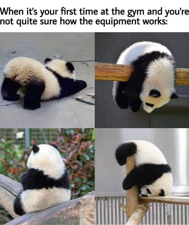 🐼🧐 #nft #NFTCollection #nftcollector #nfts