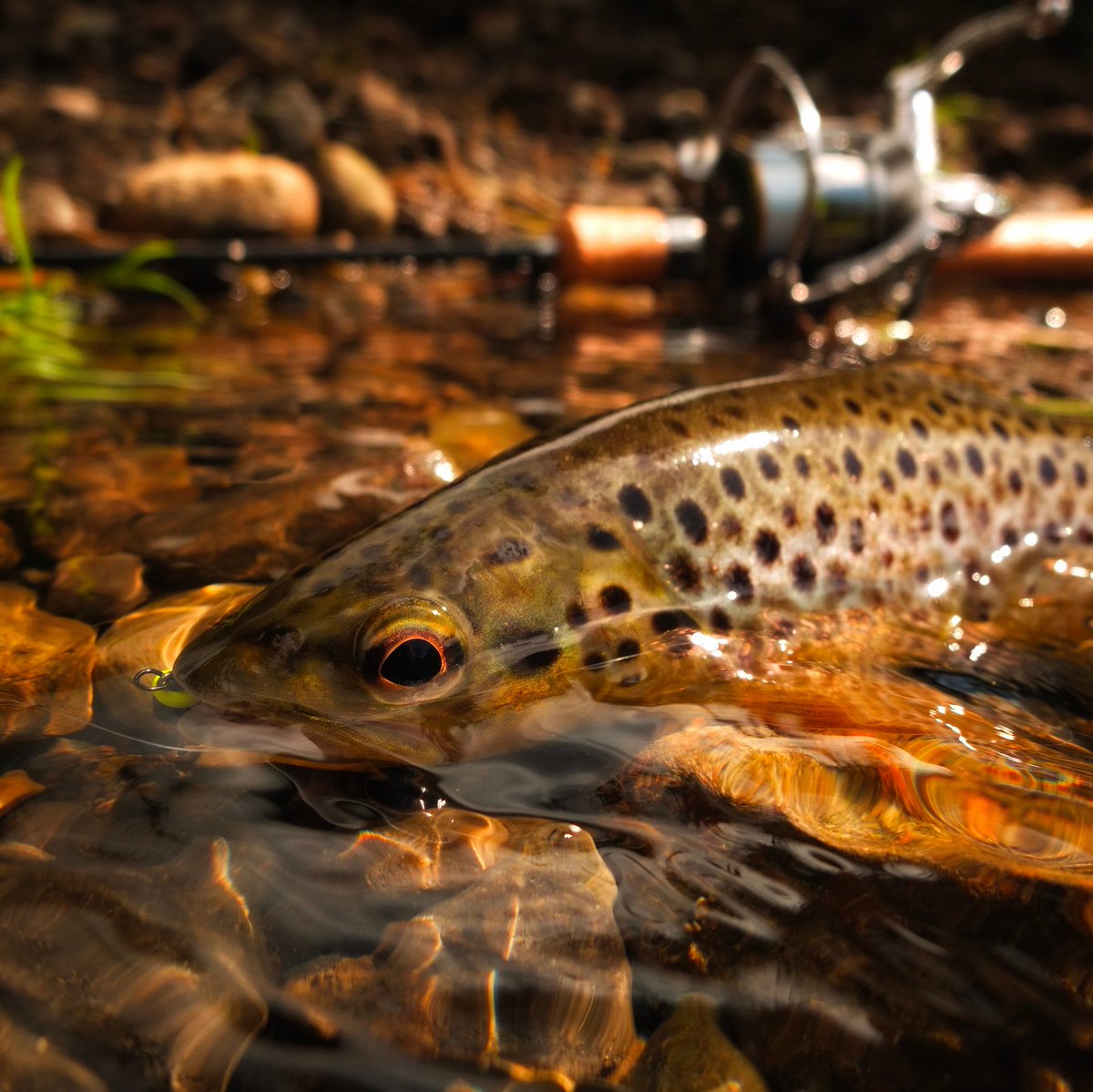 Mountain Khakis tweet media