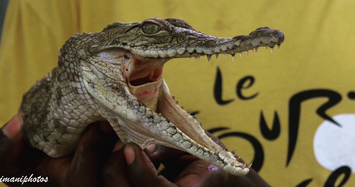 They feed the crocodile in the hope that he will eat them last 😆#winstonchurchill #crocodile #reptile #wild #wildreptile #wildcrocodile #wildanimals #wildnature #wildlifephotography #NaturePhotograhpy #natureshot #crocodileskin #canonshot #canonphotography #explorewildlife