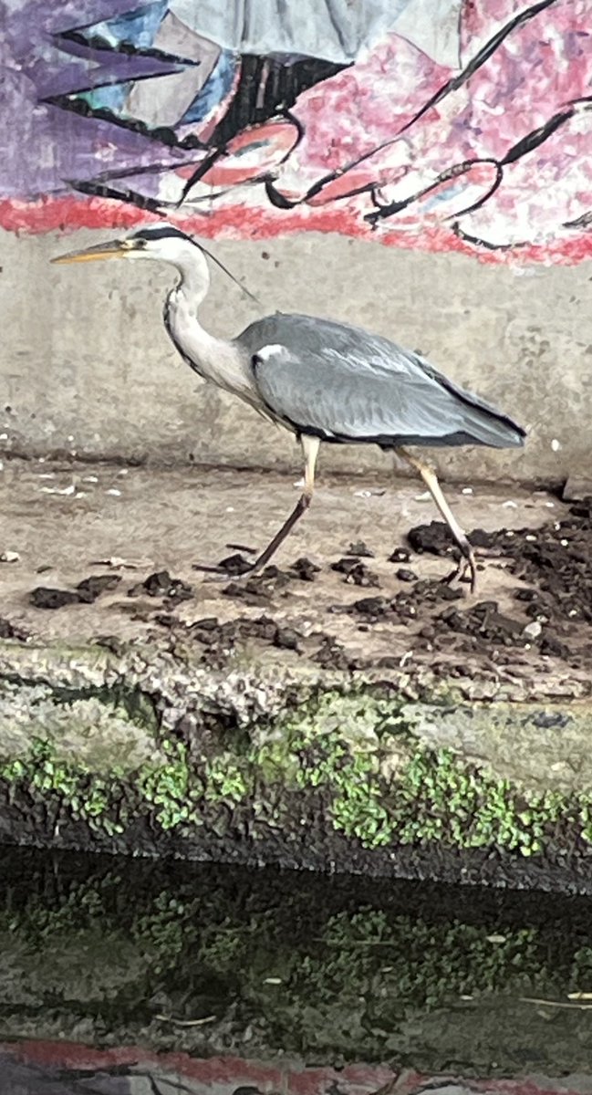 Street Heron