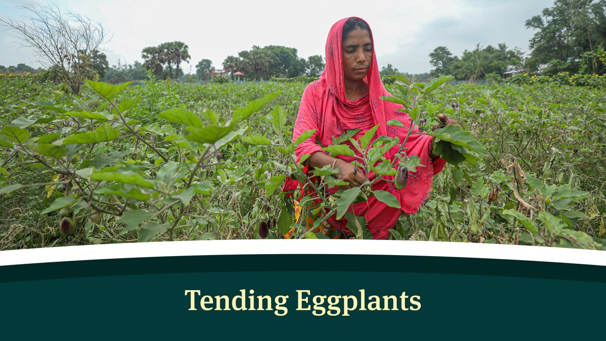 tbsnewsbd's tweet photo. Tending Eggplants
A female worker plucks the leaves of eggplant as part of maintenance to increase the yield at Kendua village in Jamalpur district.
Photo: Rajib Dhar/TBS
#femaleworker #diversevarieties #uniqueproducing #kenduavillage #TBSphoto #photostory #TBSNews #Bangladesh https://t.co/ubJtvcV5ag