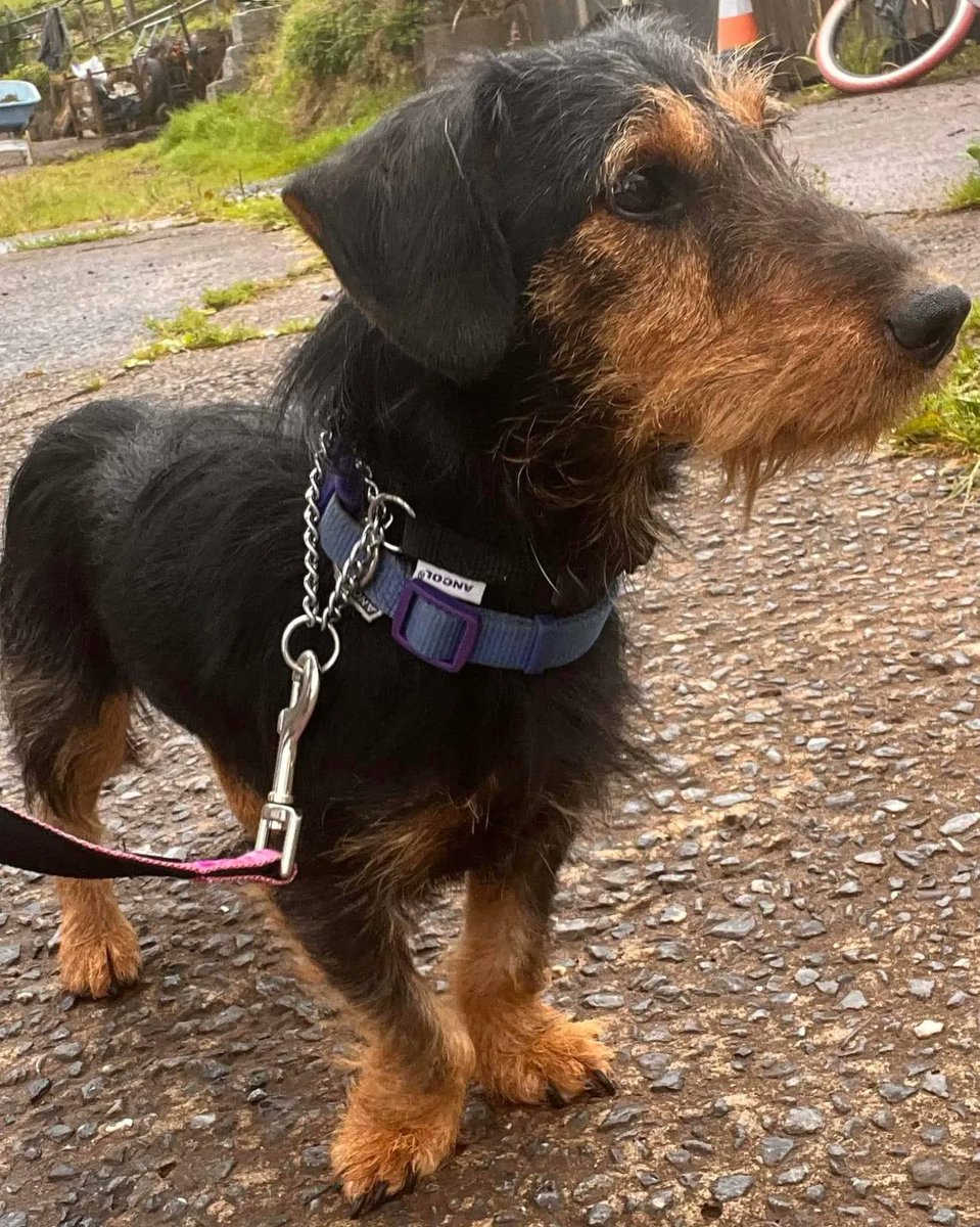 WWPdogs's tweet photo. Also at the vets today is Helga a little wire haired Dacci cross. She is being neutered and again has a hernia 💔😔
Helga is another unclaimed stray. 
She’s has a very sweet temperament and no doubt was abandoned due to her hernia, just like Heidi 😥 https://t.co/Ng9HHlhMlV