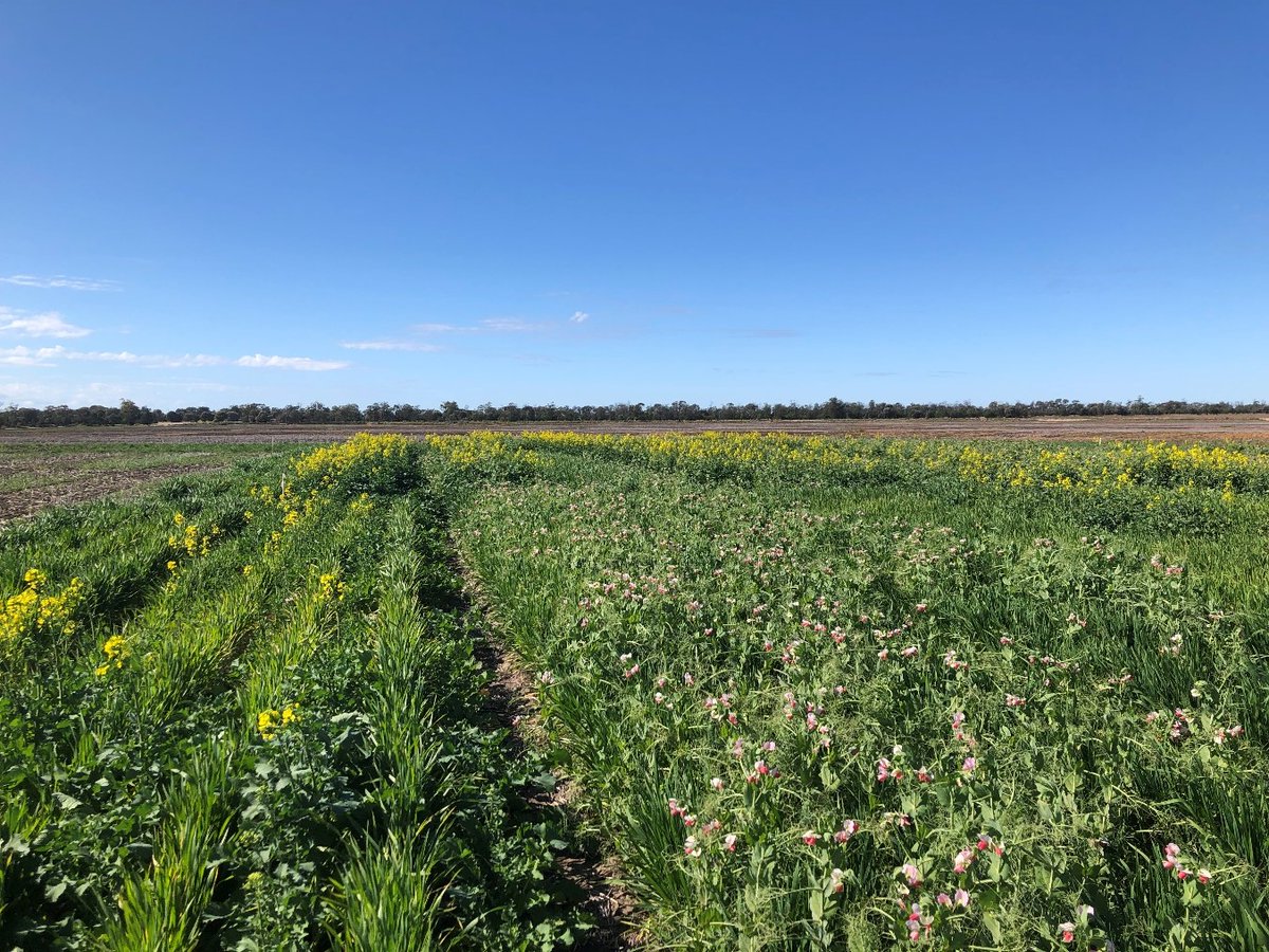 GRDCNorth's tweet photo. Companion cropping wheat with chickpea to improve fallow efficiency. Andrew Erbacher @AndrewErbacher reports on the research.
Paper: https://t.co/nY015m0v57
#GRDCUpdates #SpringRidge https://t.co/zIVmgfEdjn