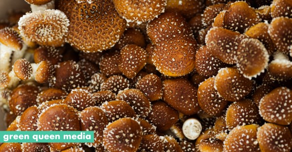 FoodTech_Si's tweet photo. I drink a lot of diet coke!  Not Trump levels, but enough to be alarmed with the Aspartame cancer news!

So great to see a fungi possibly coming to the rescue. https://t.co/hF8vADl44z https://t.co/3OJSVwJ10o