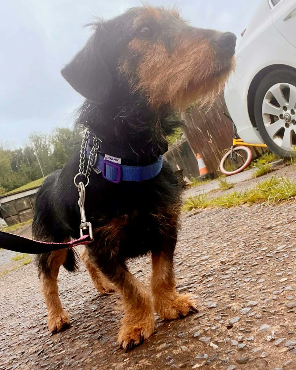 WWPdogs's tweet photo. Also at the vets today is Helga a little wire haired Dacci cross. She is being neutered and again has a hernia 💔😔
Helga is another unclaimed stray. 
She’s has a very sweet temperament and no doubt was abandoned due to her hernia, just like Heidi 😥 https://t.co/Ng9HHlhMlV