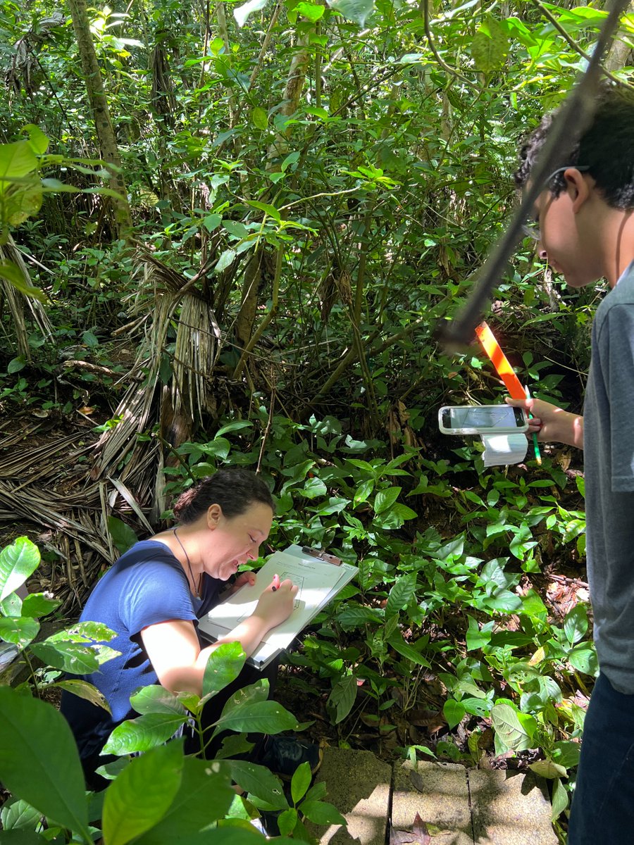 ForestWarming's tweet photo. During this year's seedling census, the TRACE team measured 546 seedlings across all of our six plots! https://t.co/6Rok397gEN