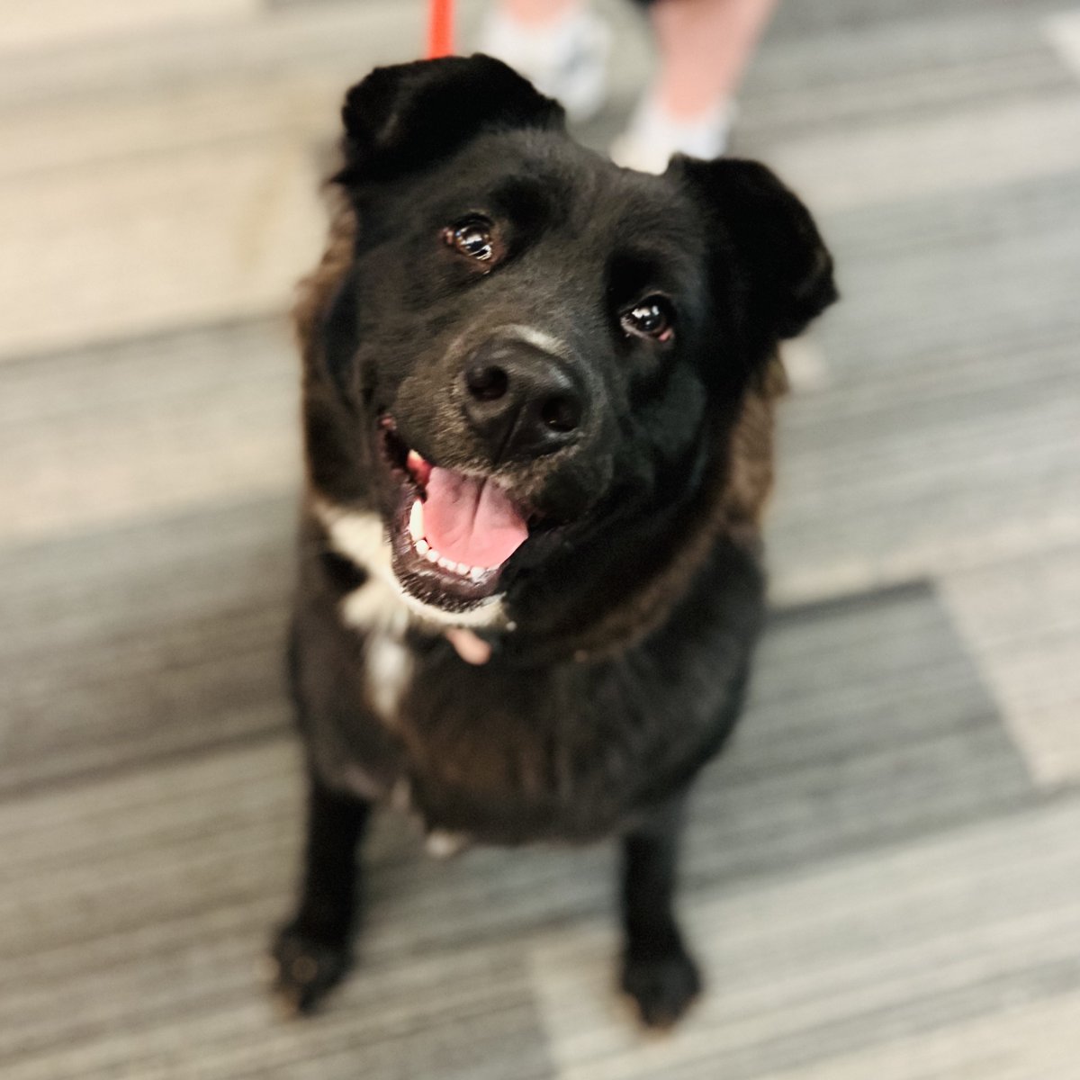 DowntownTREX's tweet image. 🐶 Thank you for stopping by T-REX today Zuzu! 😍 At T-REX, you can always bring your dog to work with you 🦖❤️

#DogsofTech #dogs #dogsofstlouis #dogsofstl #dogfriendly #dogsarefamily