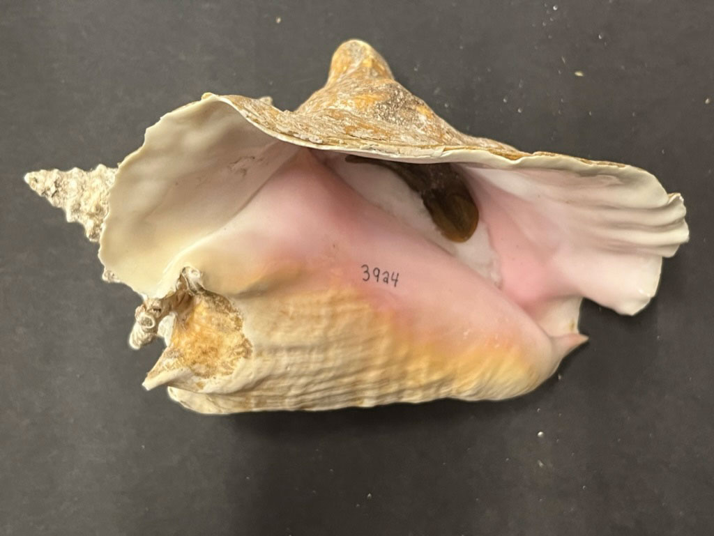 For the first time, a zoological collection from @gamusnathist can be viewed online. Curator @wareslab: "To me, it’s really important that the information is visible to everyone and can be grabbed by any scientist anywhere on the planet.”

t.uga.edu/9f9