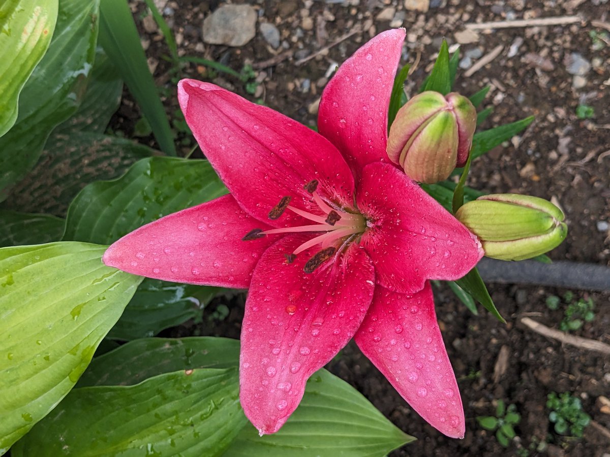 DML_95's tweet photo. @DjKinitz @UofT_dlsph @LGBTQ_Research @LoriRoss_UofT Whoops, total mistake. I knew you'd crush it, never doubted you for a second. 

Here is a lily as an apology https://t.co/nj8SzKbqPF