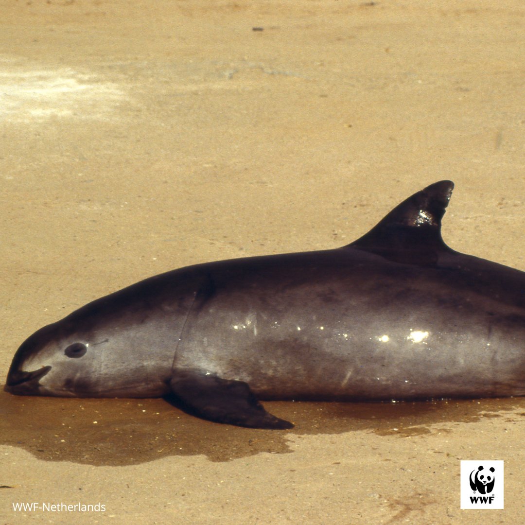 WWFespana's tweet photo. 🐬 La #VaquitaMarina es un diminuto mamífero acuático que se encuentra en extremo peligro de extinción

▫️ Actualmente se cree que solo quedan 10 vaquitas
▫️ Desde 2011 la población ha descendido un 90% debido a la pesca con redes de enmalle
 
#DíaInternacionaldelaVaquitaMarina https://t.co/bM8P3vvqfF