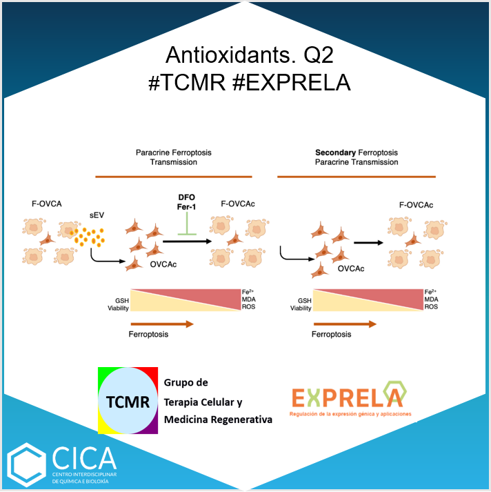 CICAUDC's tweet photo. Carmen Alarcón-Veleiro... Germán Berrecoso, Ángel Vizoso-Vázquez, María C. Arufe, Juan Fafián-Labora from #TCMR and #EXPRELA published“Study of Ferroptosis Transmission by Small Extracellular Vesicles in Epithelial Ovarian Cancer Cells” in Antioxidants 👉 https://t.co/Y9NRTEgcTT https://t.co/roC04bqcla