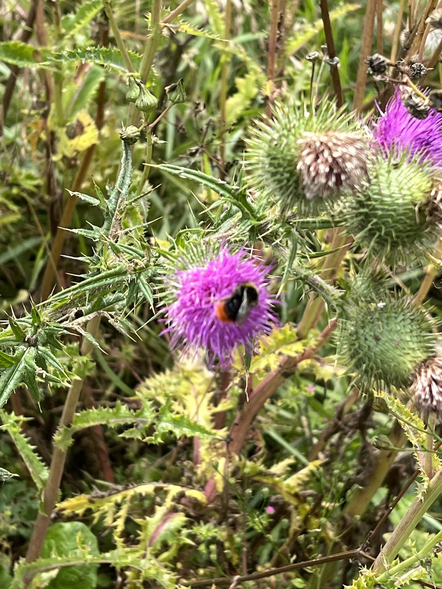 My worthy weeds on the headland, and some wildlife loving it too!