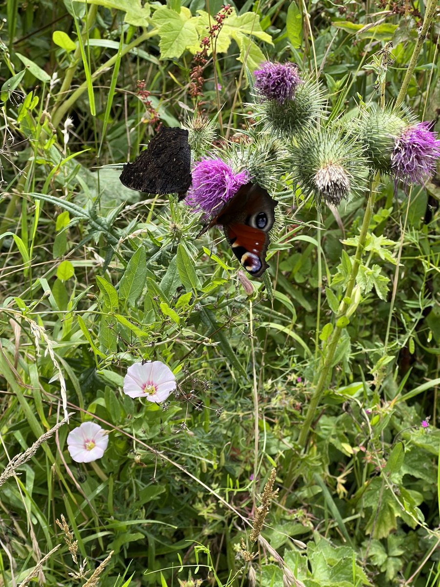 richardpayne94's tweet photo. My worthy weeds on the headland, and some wildlife loving it too! https://t.co/bYNLDy3K2U