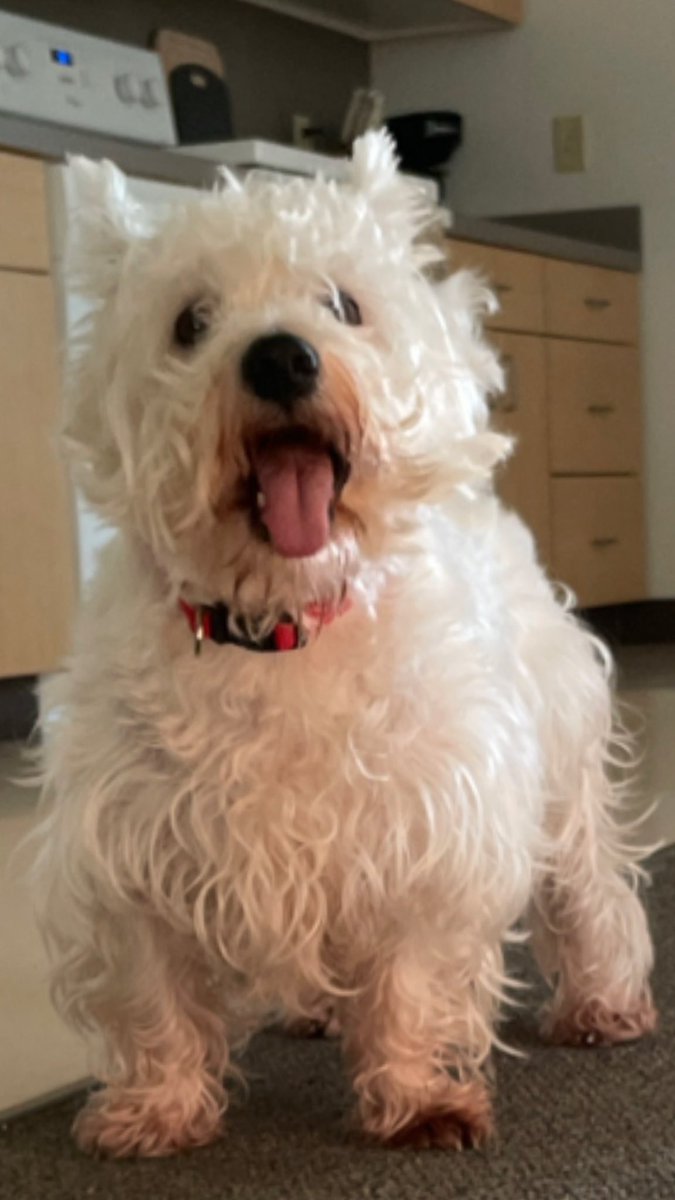 darks3n_'s tweet photo. Look at my bosses dog. His name is banks. He is so stupid but I love him https://t.co/1w8YWkRdJ3