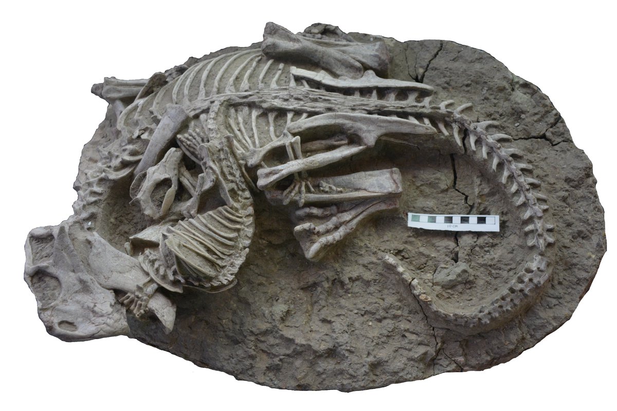 Some exciting news to share this morning:
"An extraordinary fossil captures the struggle for existence during the Mesozoic"

nature.com/articles/s4159…