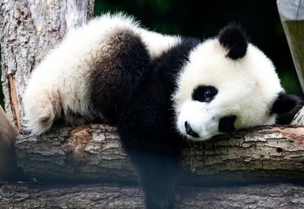 PANDA COIN tweet media