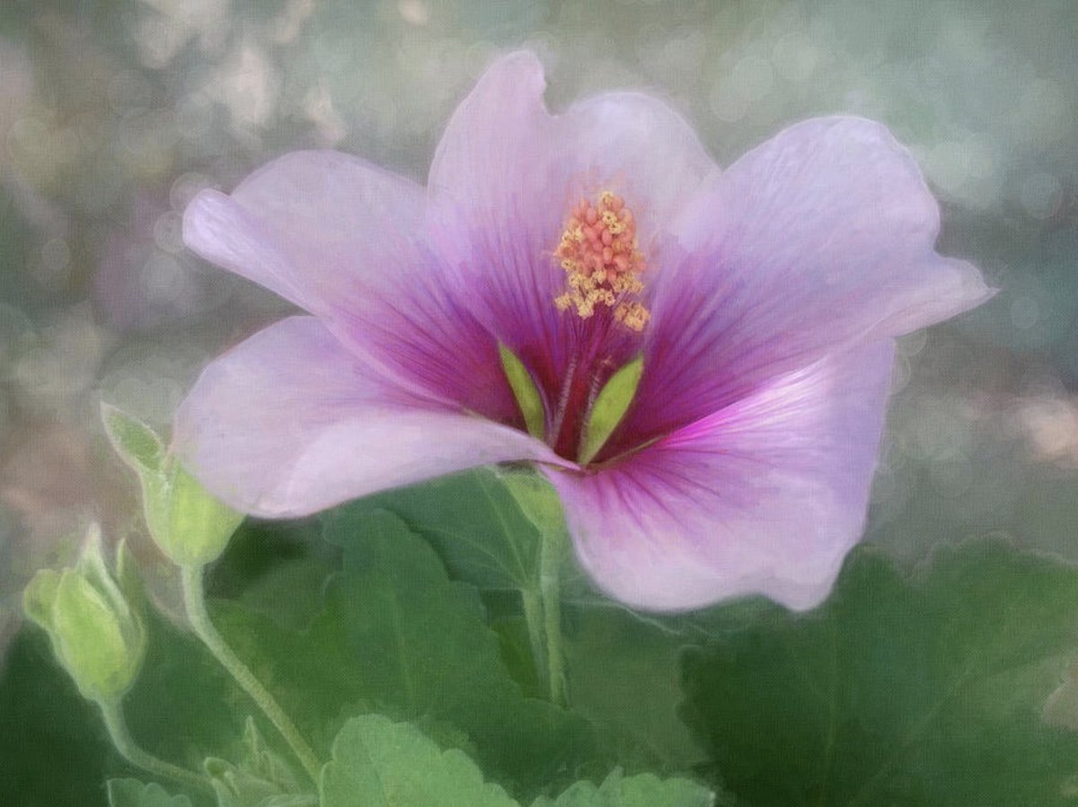 "Hedge Beauty" by Terry Davis buff.ly/43whvvq
#Flower #Hedge #HedgeFlower #Pink #Spring #Summer #Painterly #AYearForArt #BuyIntoArt #TerryDavis <a href="/TerryIKON/">Terry Davis</a>